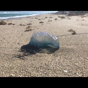 Meet your Posher, Daisy